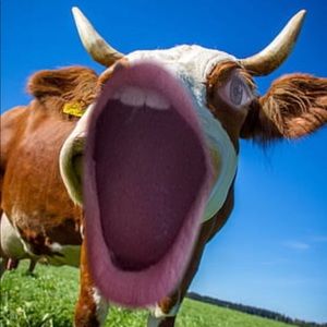 Meet your Posher, Grayson